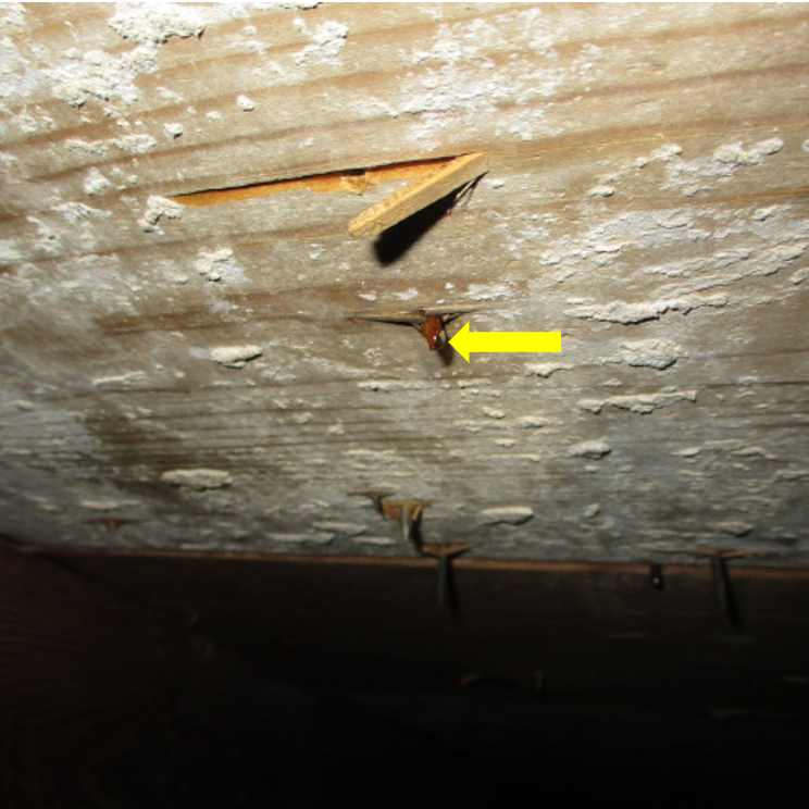 Example of widespread moisture stains and organic growth throughout the underside of the roof decking within an attic space of a residence.