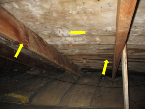moisture stains and organic growth inside attic